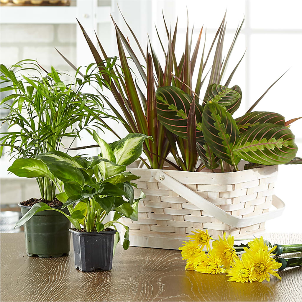 Florist Designed Blooming and Green Plants in a Basket – Poplar Flower Shop, Terre Haute IN