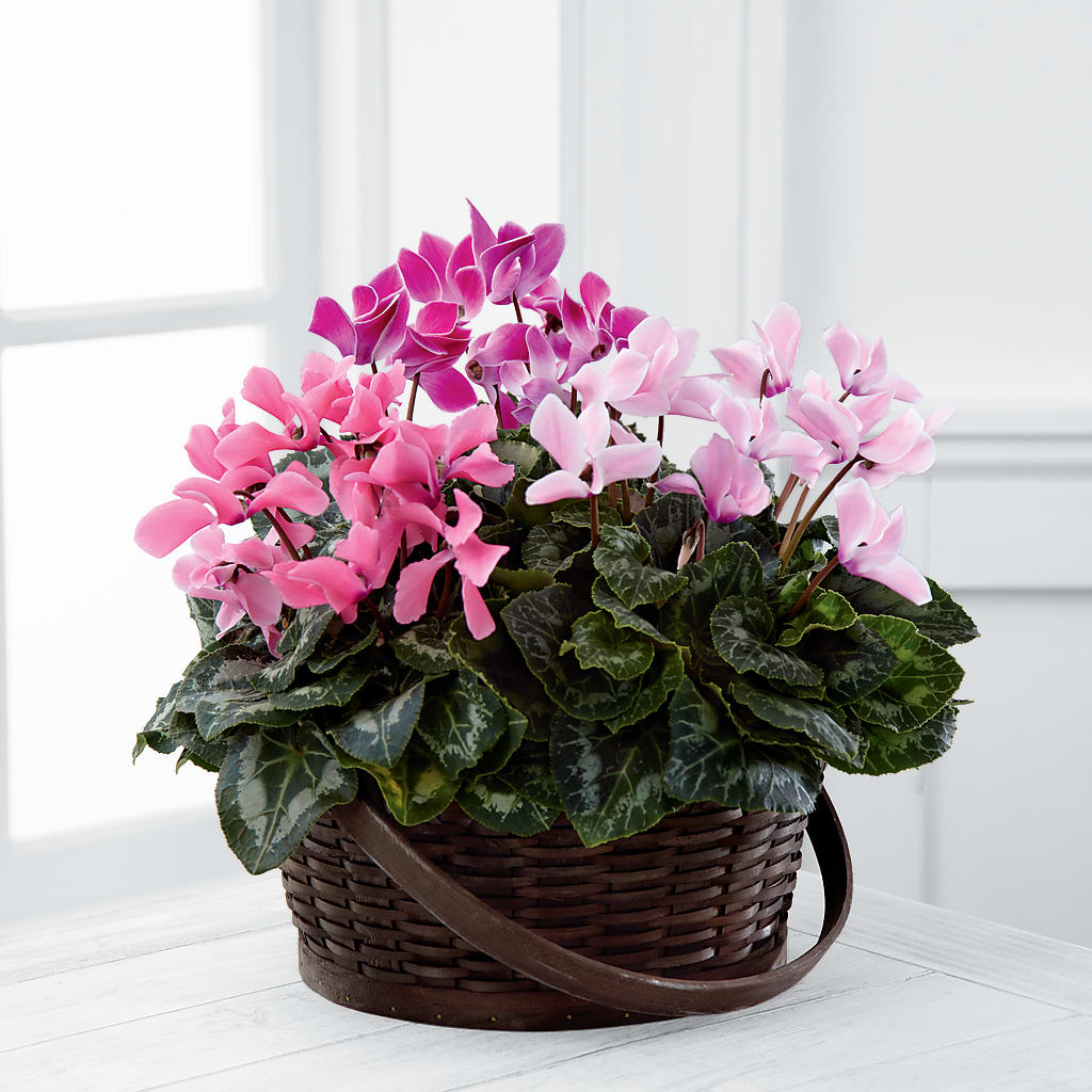 Mixed Cyclamen Planter – Poplar Flower Shop, Terre Haute IN