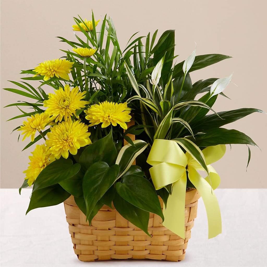 Loving Light Dishgarden – Poplar Flower Shop, Terre Haute IN