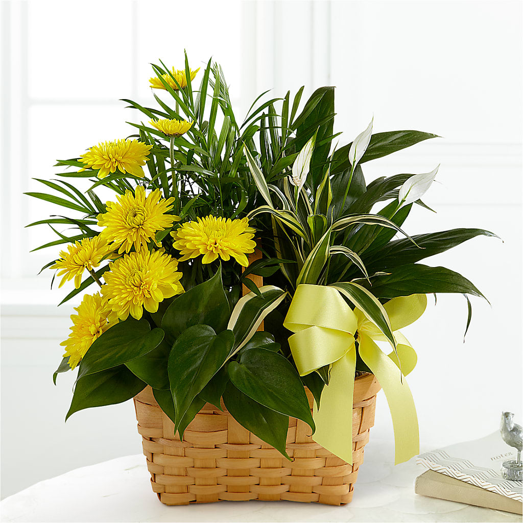 Loving Light Dishgarden – Poplar Flower Shop, Terre Haute IN