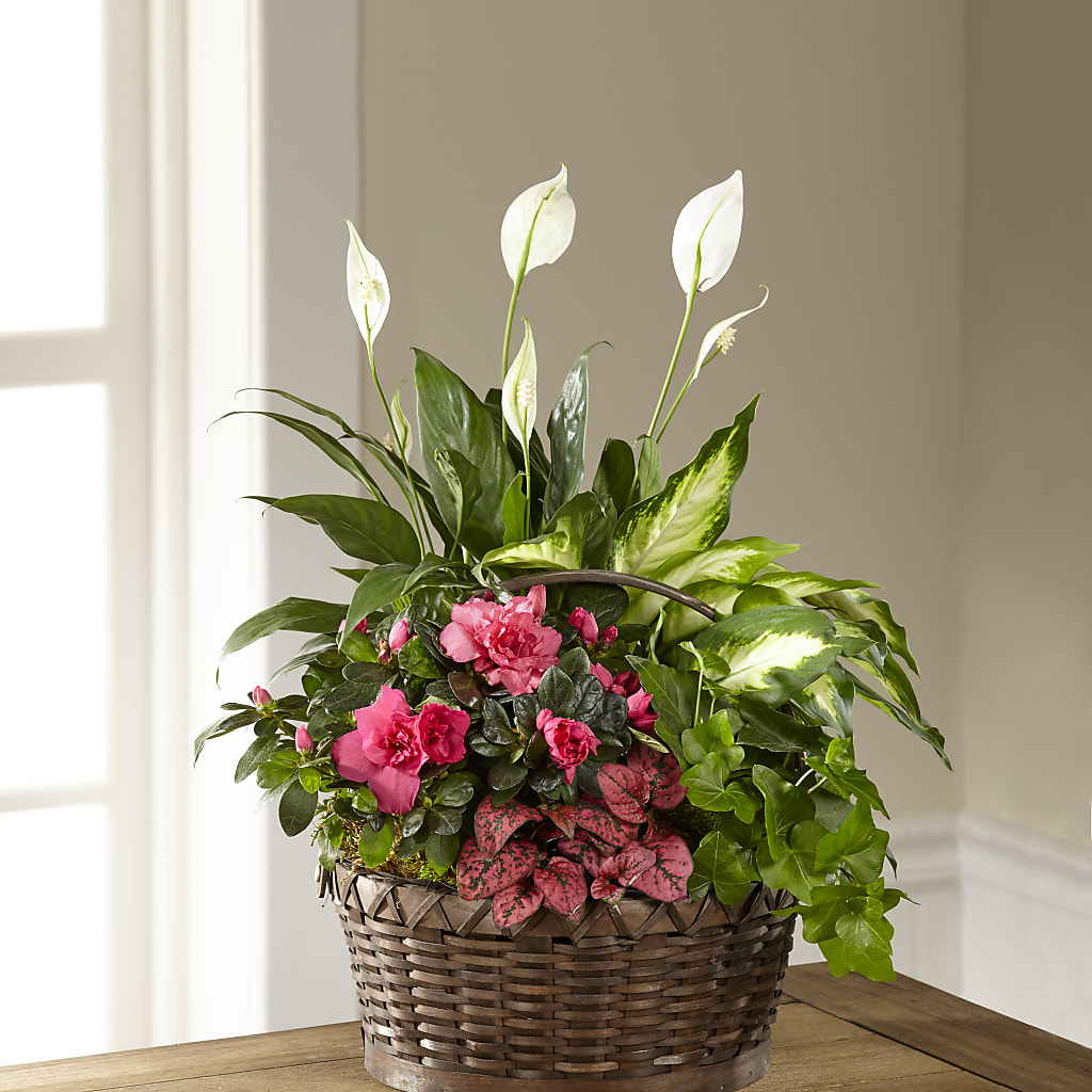 Dream in Pink Dishgarden – Poplar Flower Shop, Terre Haute IN