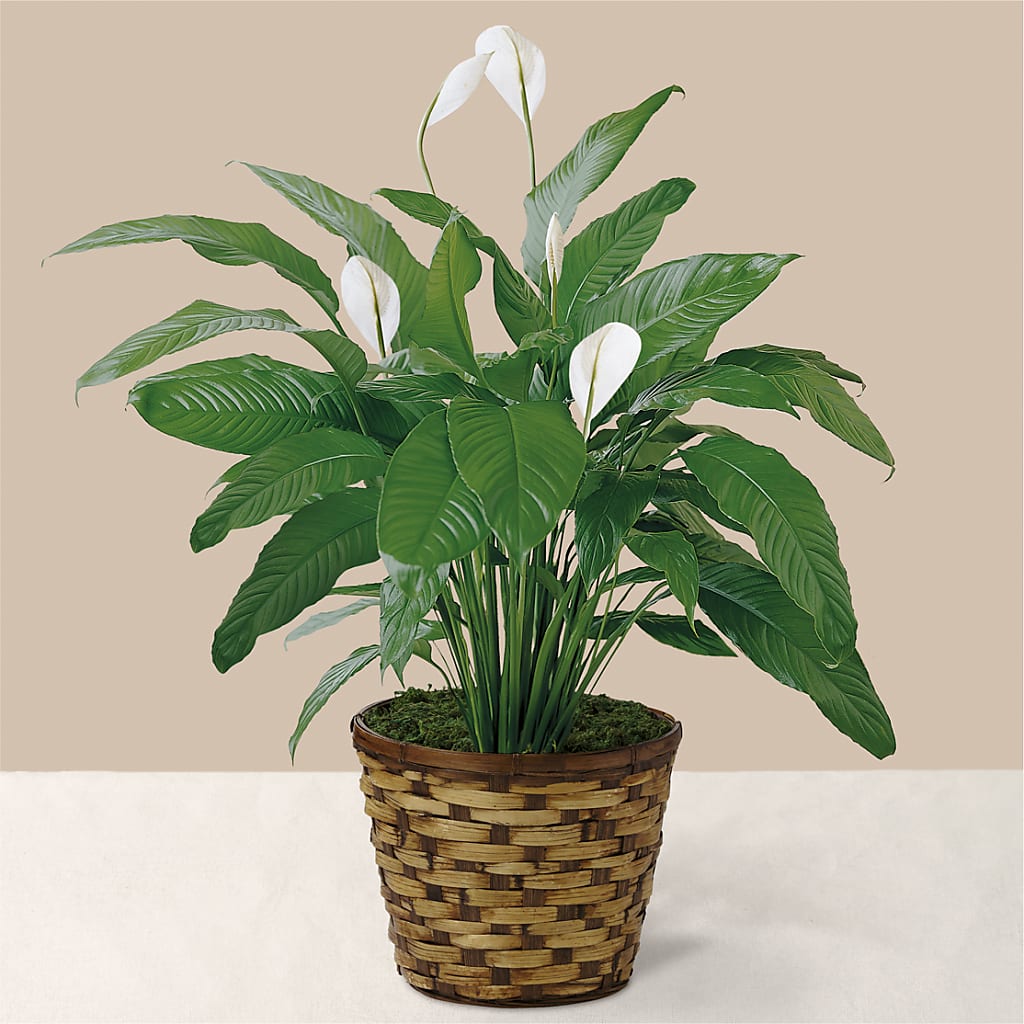 Tranquil Moments Peace Lily Plant – Poplar Flower Shop, Terre Haute IN