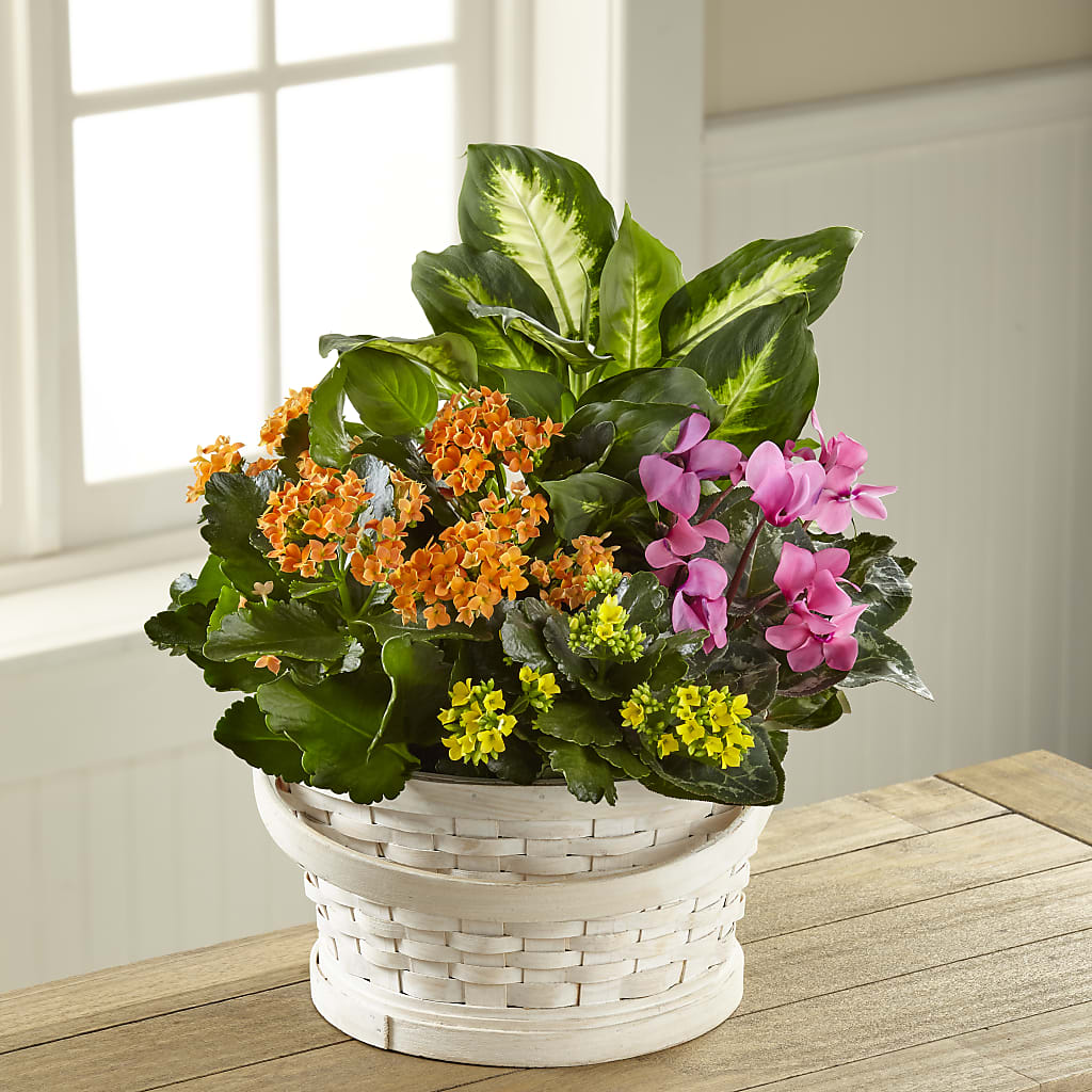 Color Crush Dishgarden – Poplar Flower Shop, Terre Haute IN