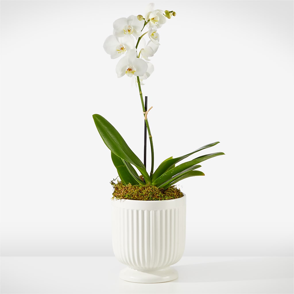 Whispering White Orchid – Poplar Flower Shop, Terre Haute IN