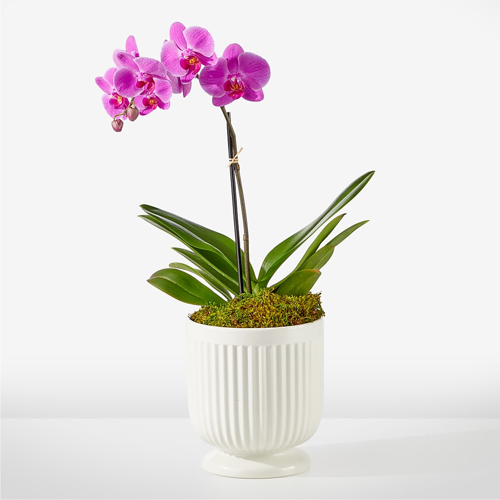 Friendly Fuchsia Orchid – Poplar Flower Shop, Terre Haute IN