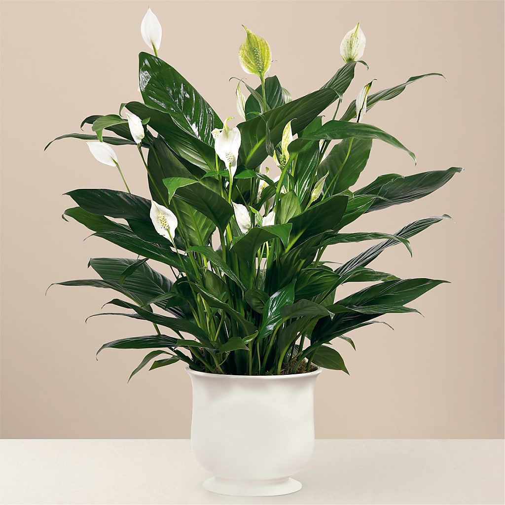 Comfort Planter – Poplar Flower Shop, Terre Haute IN