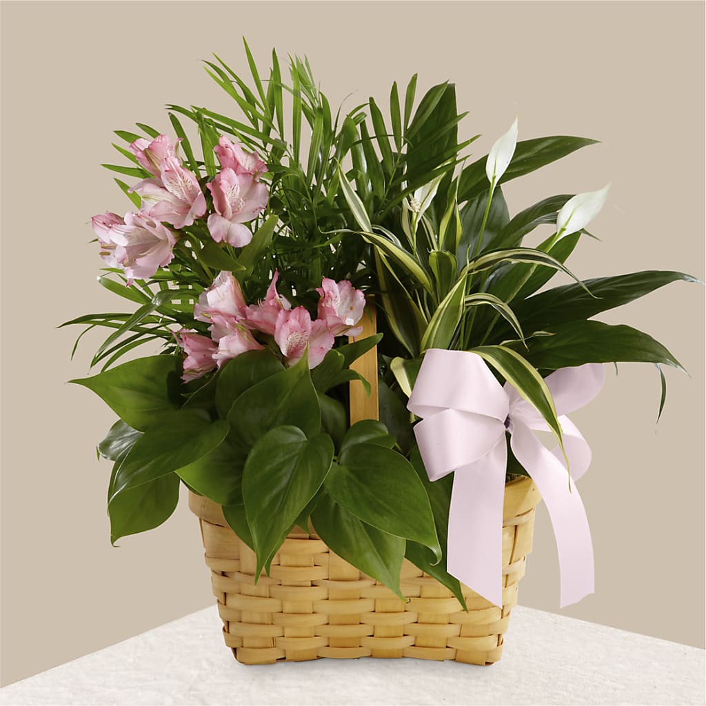 Living Spirit Dishgarden – Poplar Flower Shop, Terre Haute IN