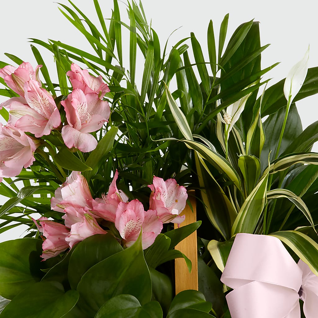 Living Spirit Dishgarden – Poplar Flower Shop, Terre Haute IN