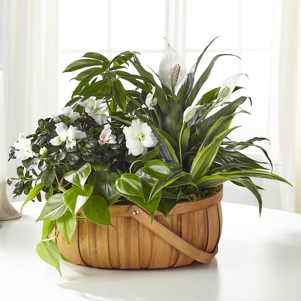 Serene Dishgarden – Poplar Flower Shop, Terre Haute IN