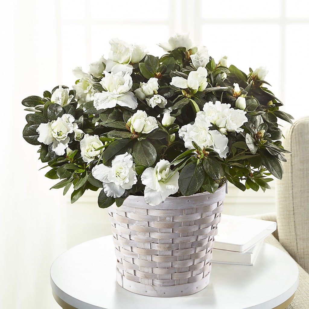 White Azalea Plant – Poplar Flower Shop, Terre Haute IN