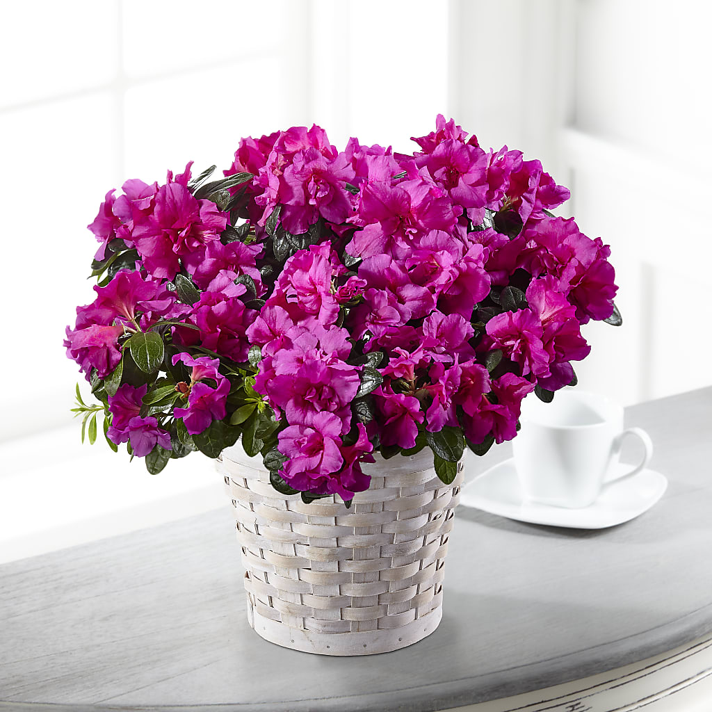 Hope & Serenity Azalea Plant – Poplar Flower Shop, Terre Haute IN