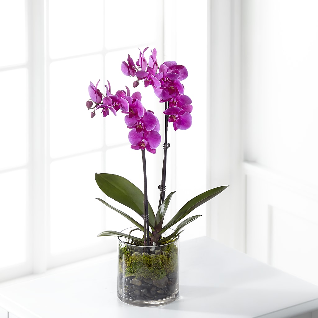 Pink Orchid Plant – Poplar Flower Shop, Terre Haute IN