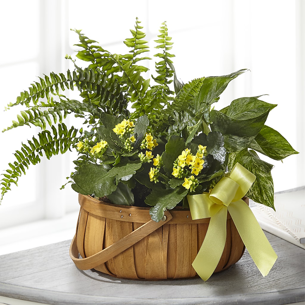 Always Dear Dishgarden – Poplar Flower Shop, Terre Haute IN