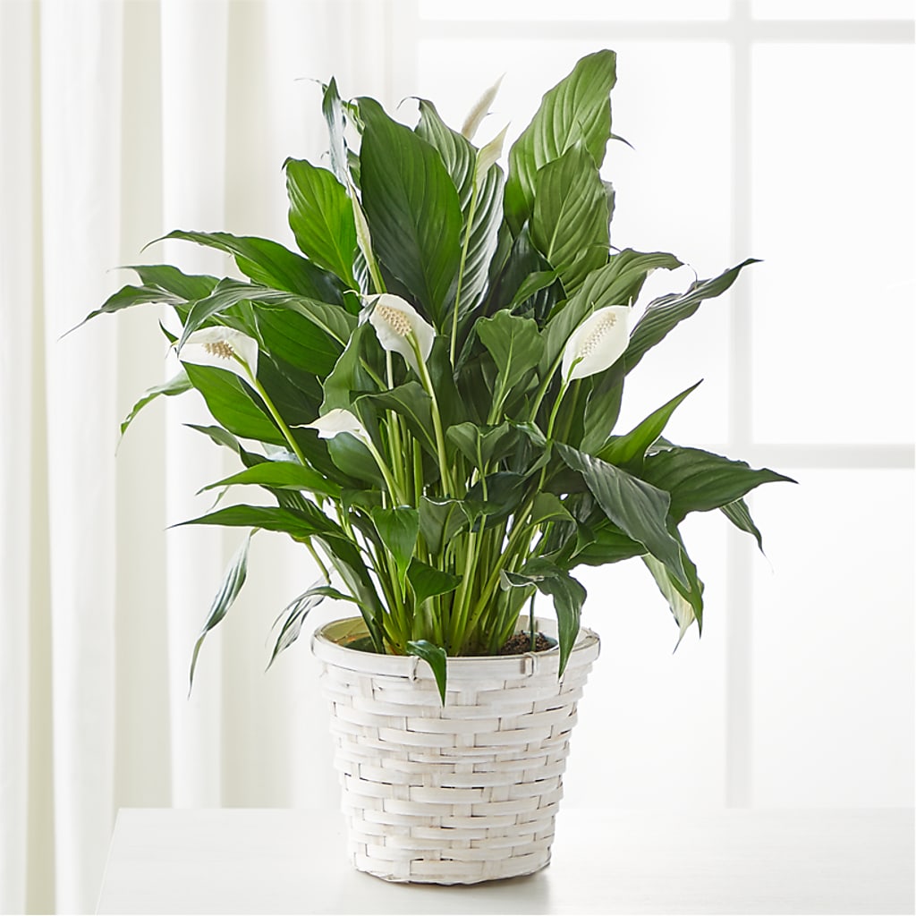 A New Leaf Peace Lily – Poplar Flower Shop, Terre Haute IN