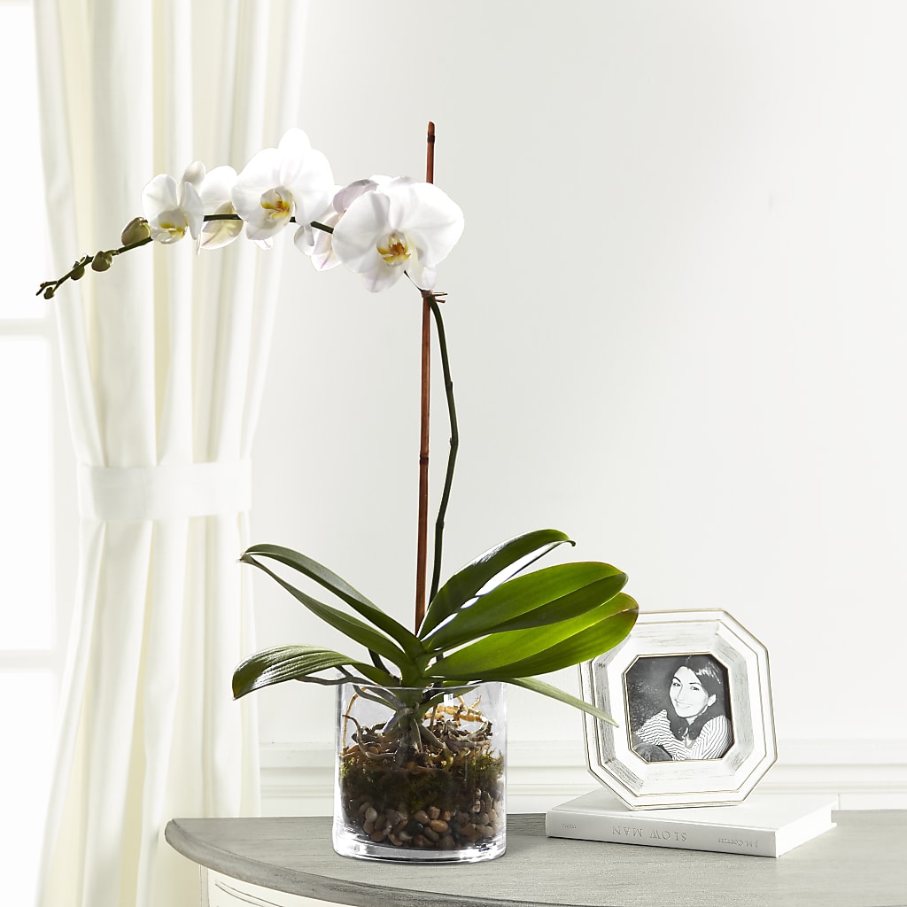 White Orchid Planter – Poplar Flower Shop, Terre Haute IN