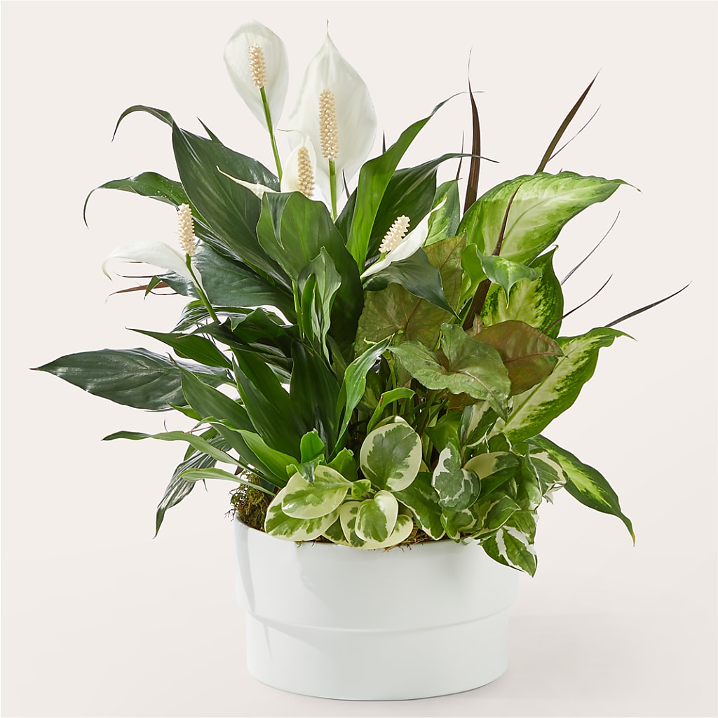 Radiating Positivity Dishgarden – Poplar Flower Shop, Terre Haute IN