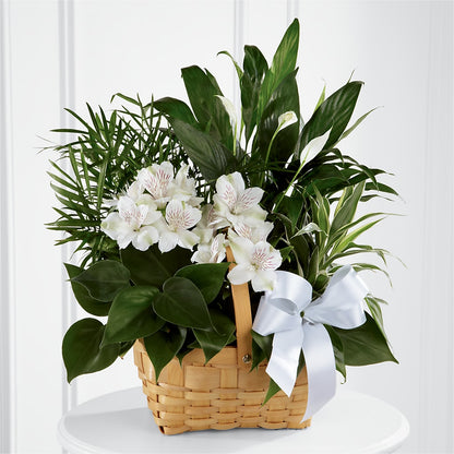 Peace & Serenity Dishgarden –  Poplar Flower Shop, Terre Haute IN