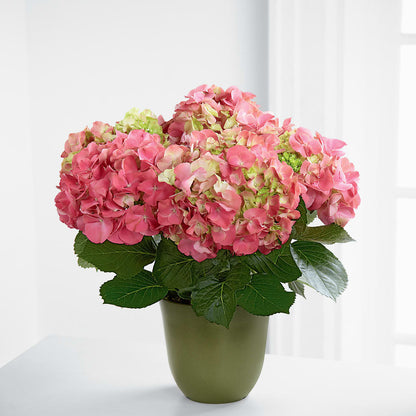 Pink Hydrangea Planter –  Poplar Flower Shop, Terre Haute IN