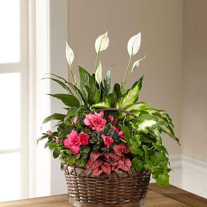 Dream in Pink Dishgarden –  Poplar Flower Shop, Terre Haute IN