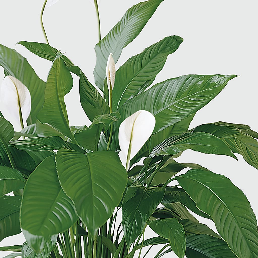 Tranquil Moments Peace Lily Plant –  Poplar Flower Shop, Terre Haute IN