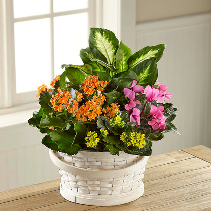 Color Crush Dishgarden –  Poplar Flower Shop, Terre Haute IN