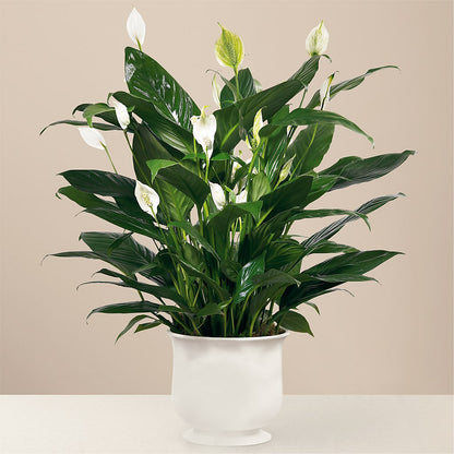 Comfort Planter –  Poplar Flower Shop, Terre Haute IN