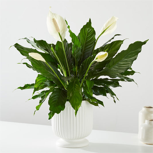 Comfort Planter –  Poplar Flower Shop, Terre Haute IN
