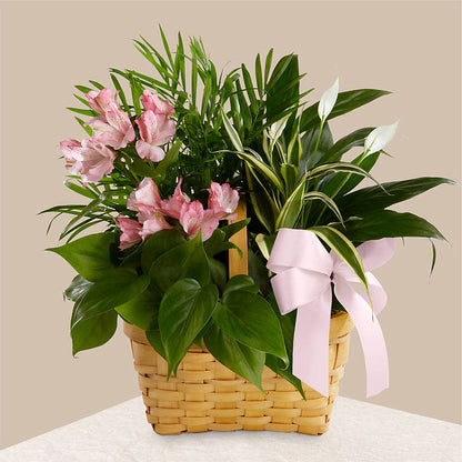 Living Spirit Dishgarden –  Poplar Flower Shop, Terre Haute IN