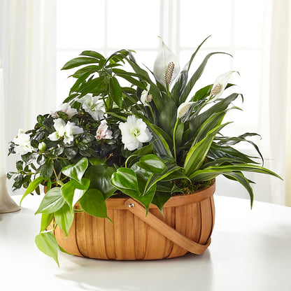 Serene Dishgarden –  Poplar Flower Shop, Terre Haute IN