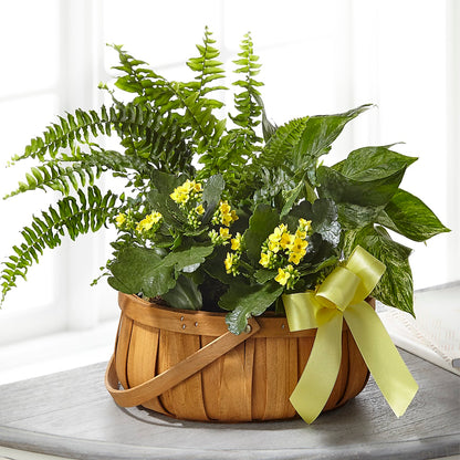 Always Dear Dishgarden –  Poplar Flower Shop, Terre Haute IN
