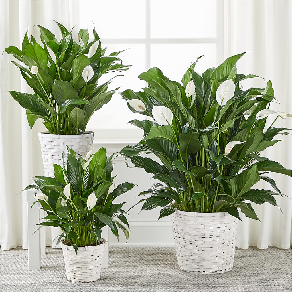 A New Leaf Peace Lily –  Poplar Flower Shop, Terre Haute IN