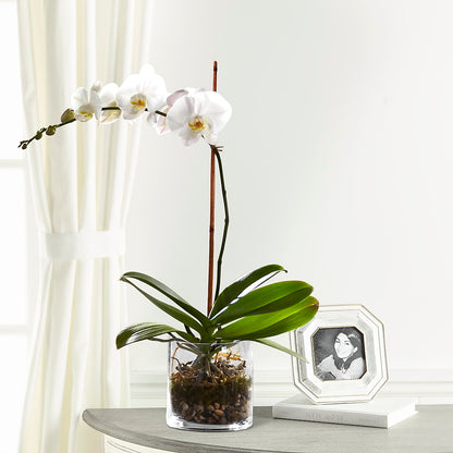 White Orchid Planter –  Poplar Flower Shop, Terre Haute IN