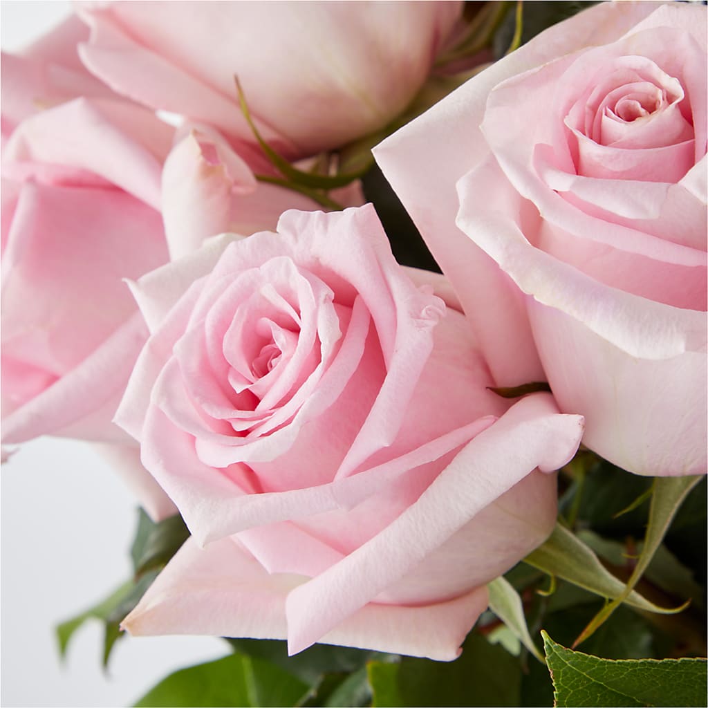 Picture Perfect Pink Rose Bouquet –  Poplar Flower Shop, Terre Haute IN