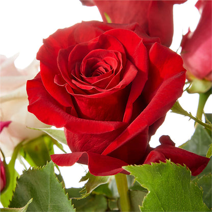 Love Notes Rose Bouquet –  Poplar Flower Shop, Terre Haute IN